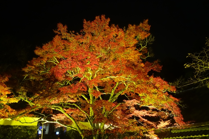 京都紅葉速報2018　その2　神蔵寺ライトアップ　No34