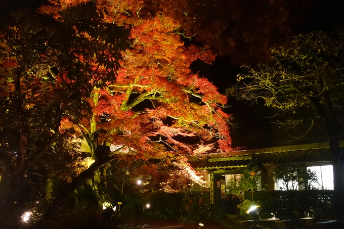 京都紅葉速報2018　その2　神蔵寺ライトアップ　No35