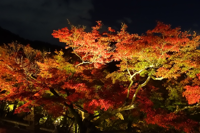 京都紅葉速報2018　その24　清水寺_ライトアップ　No15