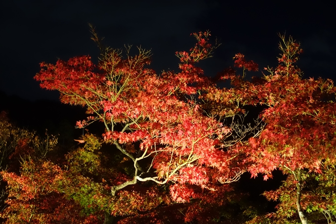 京都紅葉速報2018　その24　清水寺_ライトアップ　No16