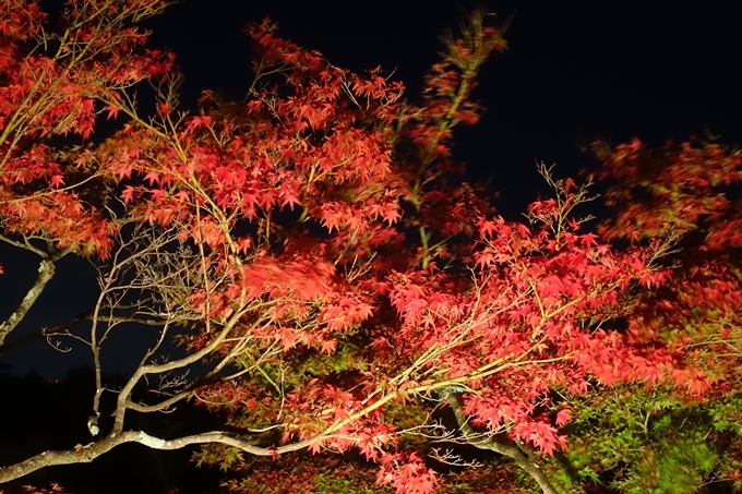 京都紅葉速報2018　その24　清水寺_ライトアップ　No20