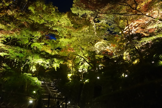 京都紅葉速報2018　その24　清水寺_ライトアップ　No38