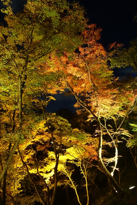 京都紅葉速報2018　その24　清水寺_ライトアップ　No40