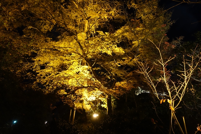 京都紅葉速報2018　その24　清水寺_ライトアップ　No47