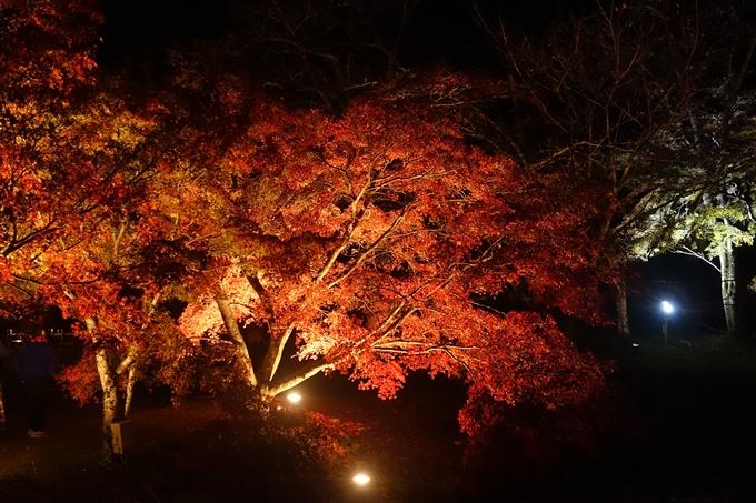 京都のライトアップ2018　大覚寺　No16