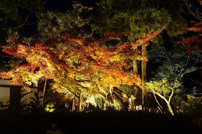 京都のライトアップ2018　大覚寺　No17