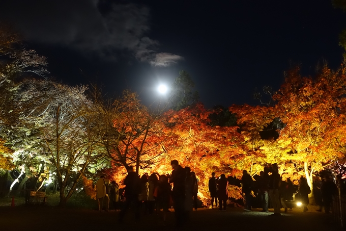 京都のライトアップ2018　大覚寺　No19