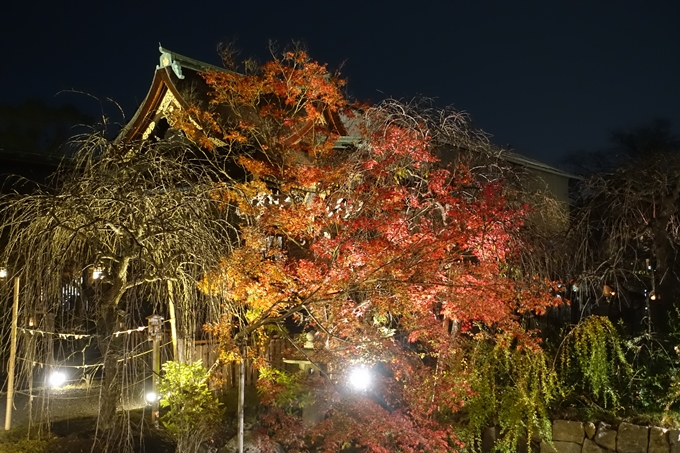 京都のライトアップ2018　北野天満宮　No6