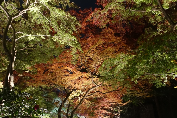 京都のライトアップ2018　北野天満宮　No21