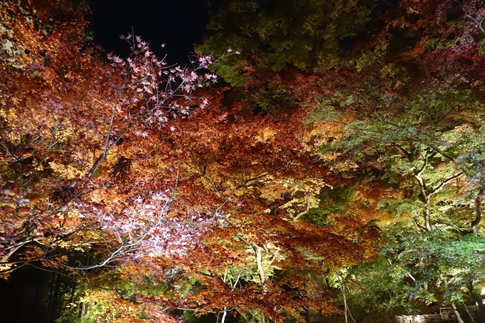 京都のライトアップ2018　北野天満宮　No25