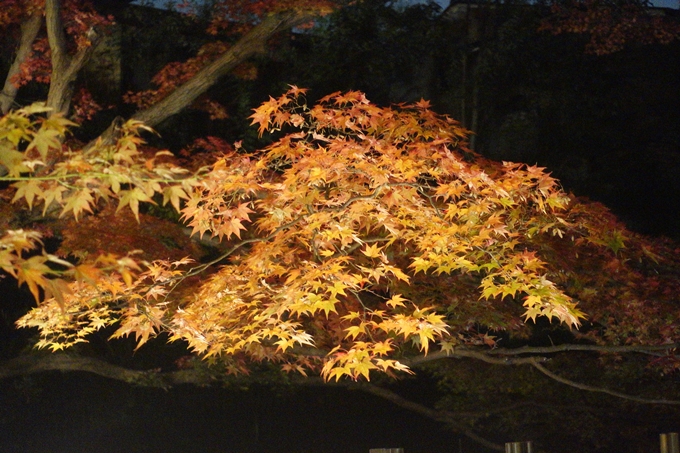 京都のライトアップ2018　北野天満宮　No27