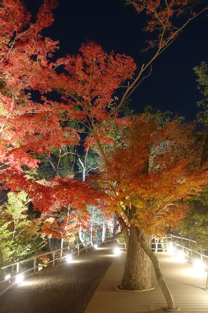 京都のライトアップ2018　北野天満宮　No38