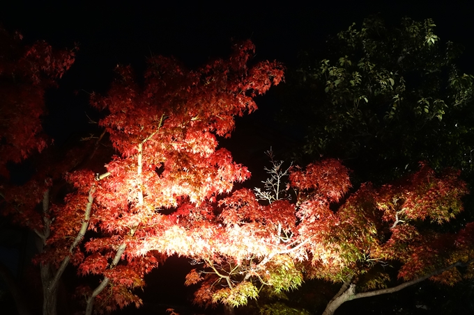 京都のライトアップ2018　梅小路公園 紅葉まつり　No2