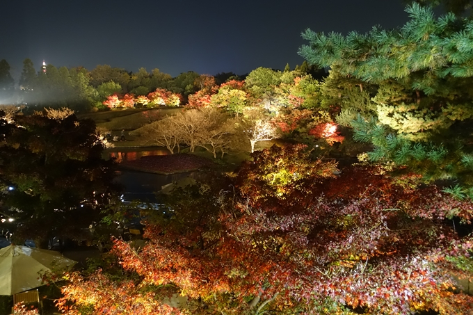 京都のライトアップ2018　梅小路公園 紅葉まつり　No5