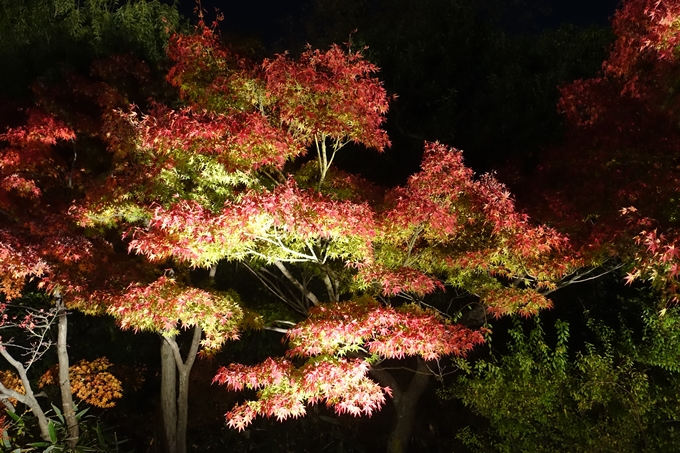 京都のライトアップ2018　梅小路公園 紅葉まつり　No7