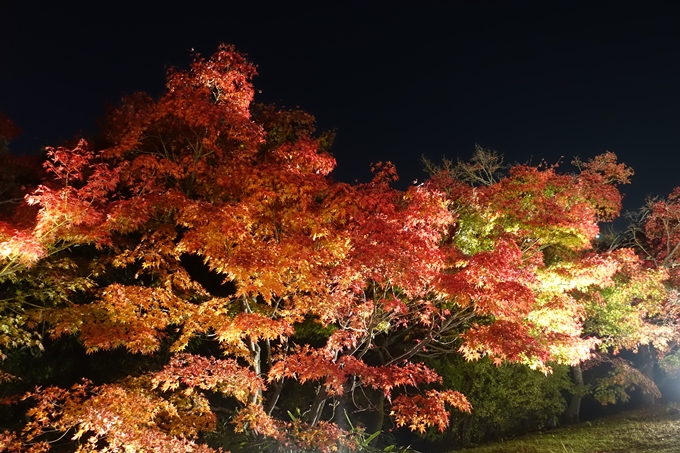 京都のライトアップ2018　梅小路公園 紅葉まつり　No9