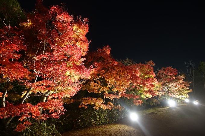 京都のライトアップ2018　梅小路公園 紅葉まつり　No10