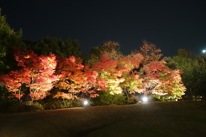 京都のライトアップ2018　梅小路公園 紅葉まつり　No11