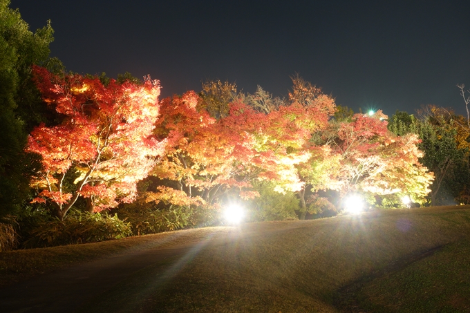 京都のライトアップ2018　梅小路公園 紅葉まつり　No17