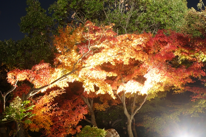 京都のライトアップ2018　梅小路公園 紅葉まつり　No18