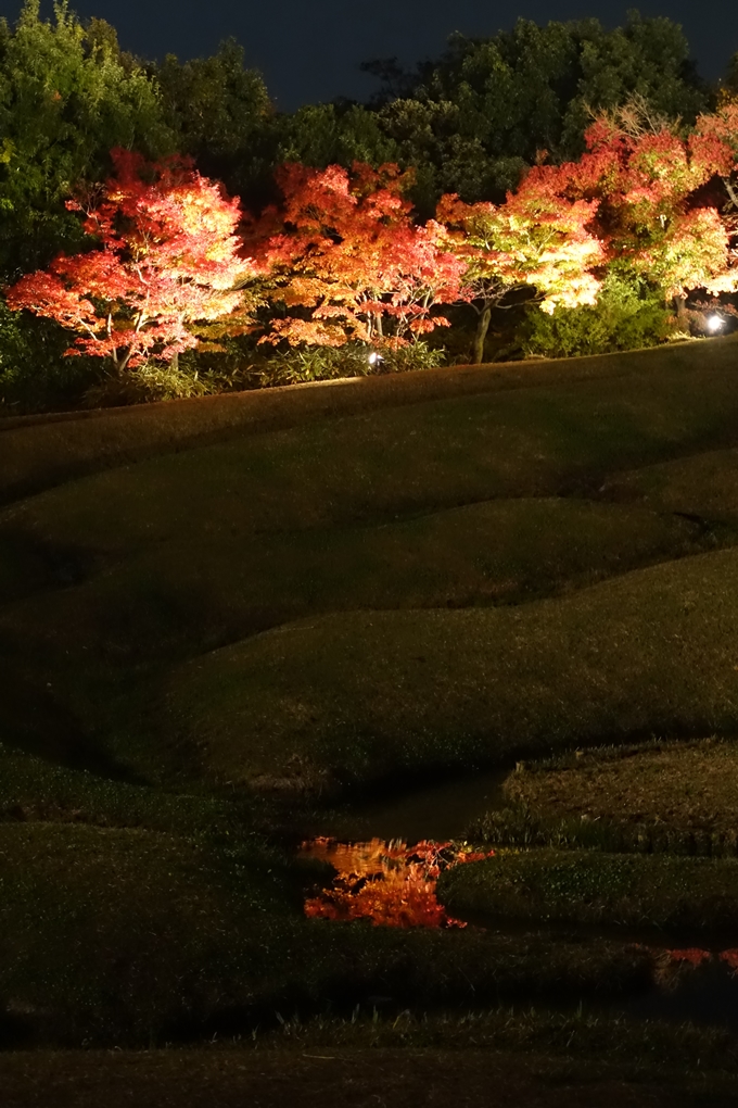 京都のライトアップ2018　梅小路公園 紅葉まつり　No34