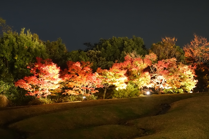 京都のライトアップ2018　梅小路公園 紅葉まつり　No35