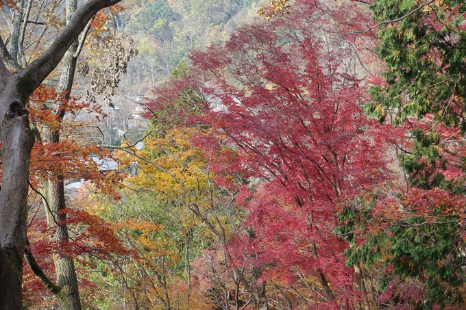 京都紅葉速報2018　その21　八瀬もみじの小径　No11