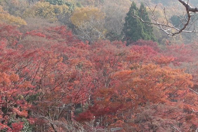 京都紅葉速報2018　その21　八瀬もみじの小径　No16