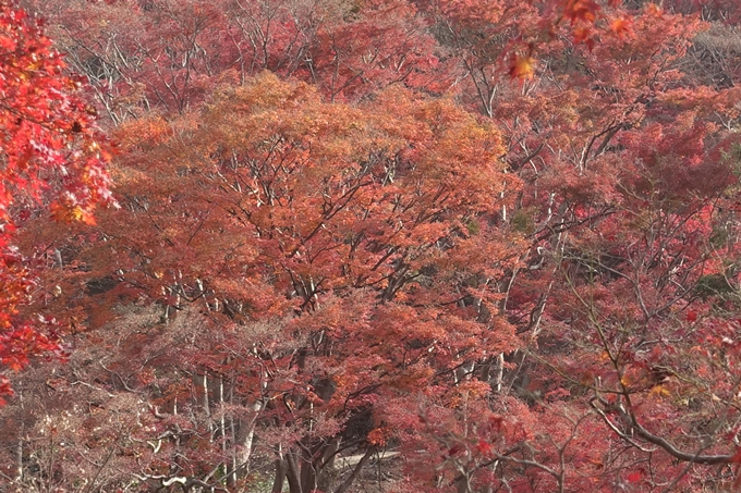 京都紅葉速報2018　その21　八瀬もみじの小径　No17