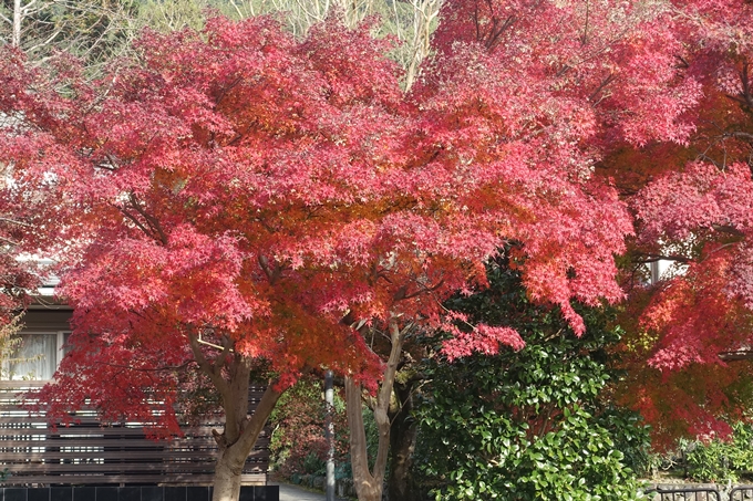 京都紅葉速報2018　その21　八瀬もみじの小径　No18