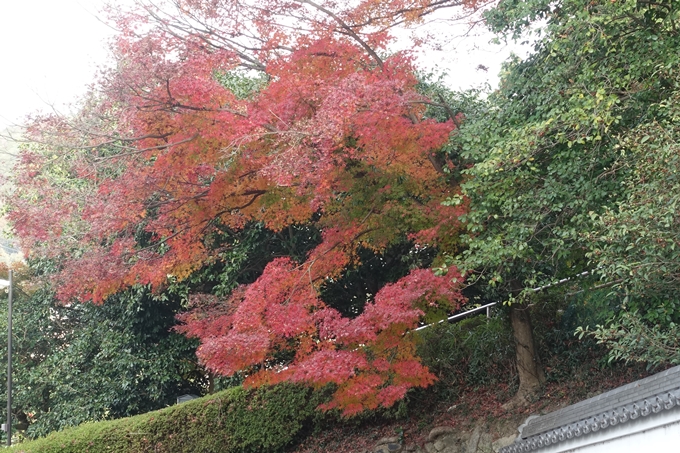 宝幢寺　紅葉　No14