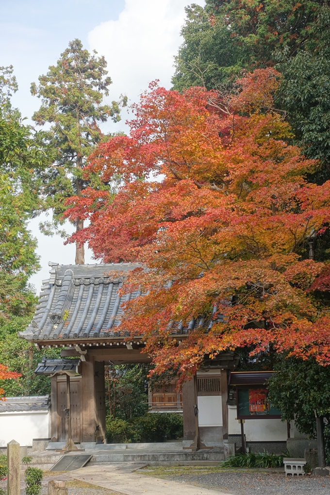 宝幢寺　紅葉　No5