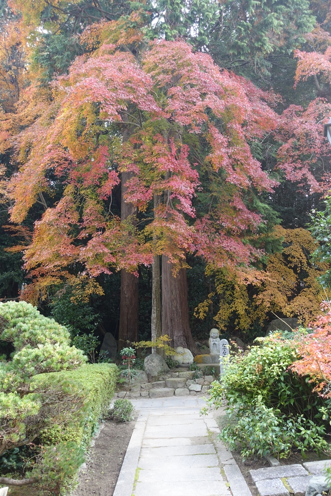 宝幢寺　紅葉　No11