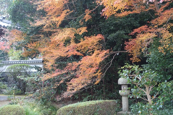 宝幢寺　紅葉　No6