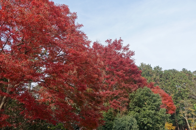 京都紅葉速報2018　その21　八瀬もみじの小径　No20