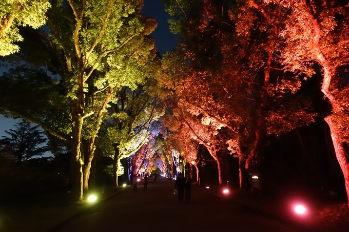 京都府立植物園イルミネーション2018　No14