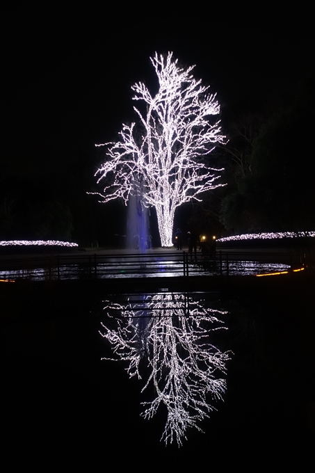 京都府立植物園イルミネーション2018　No17