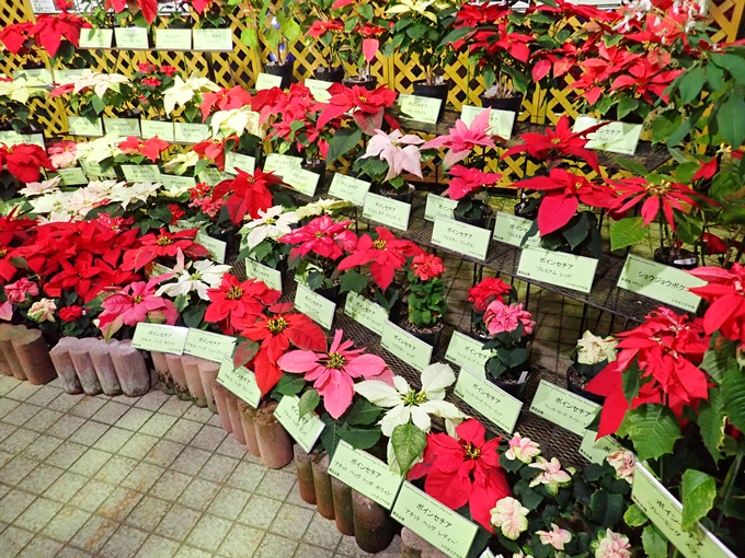 京都府立植物園イルミネーション2018　No37