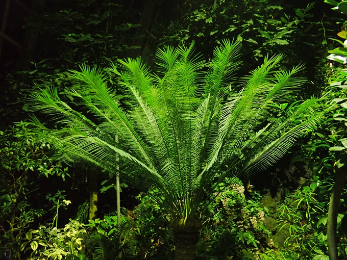 京都府立植物園イルミネーション2018　No39