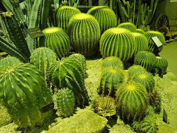 京都府立植物園イルミネーション2018　No40