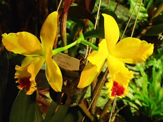 京都府立植物園イルミネーション2018　No41