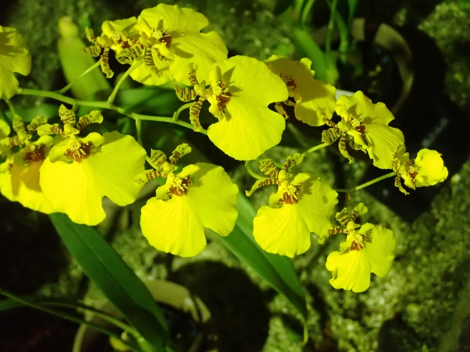 京都府立植物園イルミネーション2018　No43