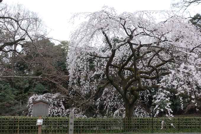 京都桜速報2019_03　No3