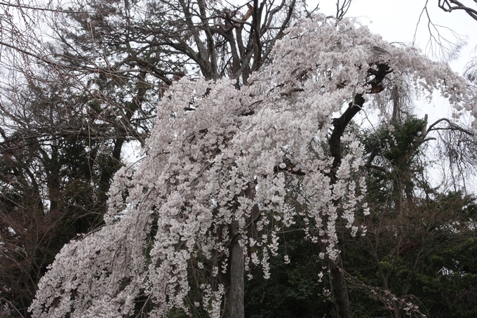 京都桜速報2019_03　No4