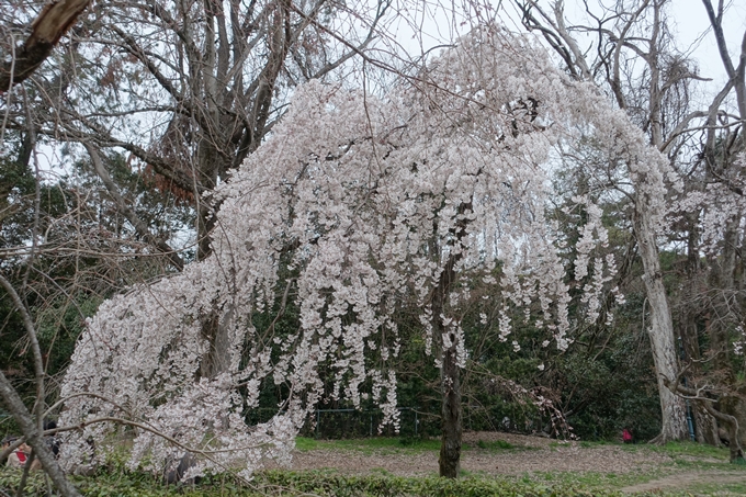 京都桜速報2019_03　No5