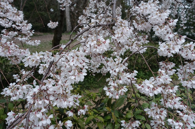 京都桜速報2019_03　No6