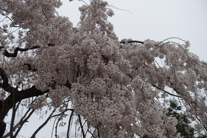 京都桜速報2019_03　No7