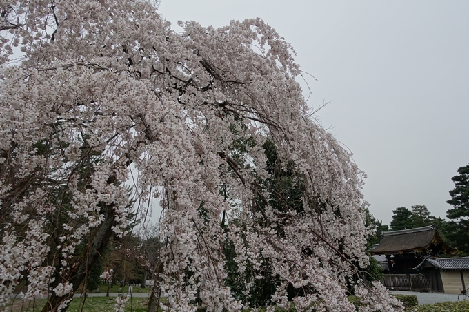 京都桜速報2019_03　No9