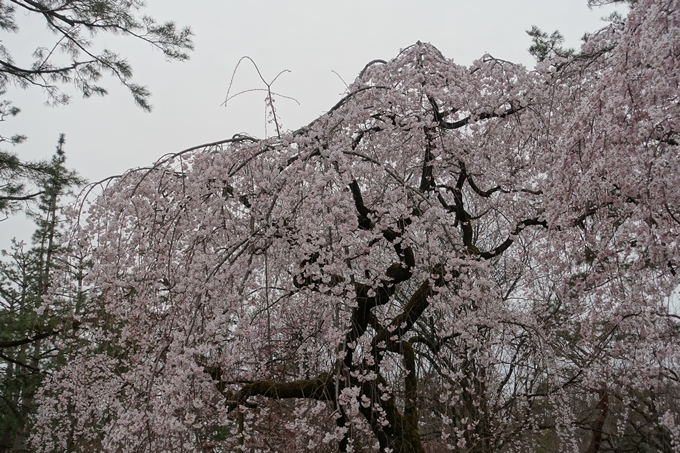 京都桜速報2019_03　No11