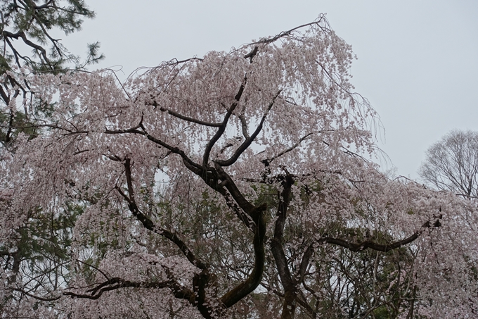 京都桜速報2019_03　No12